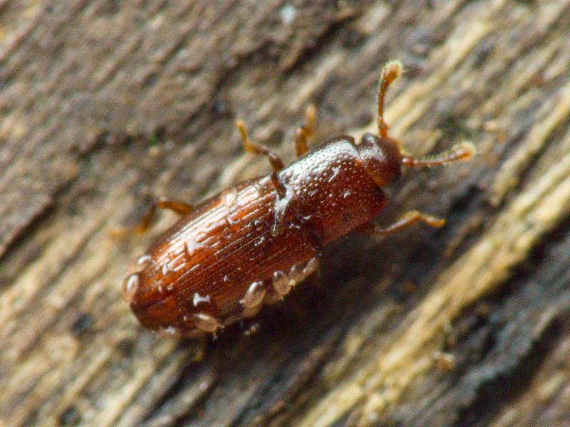 Cerylon ferrugineum Stephens, 1830
